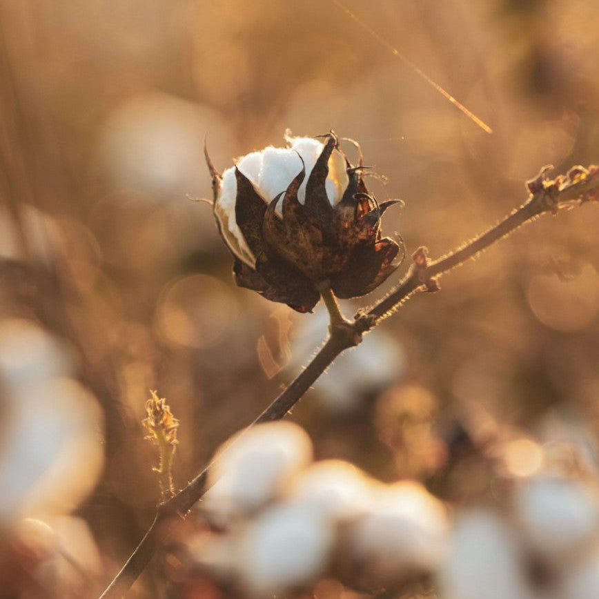 RECYCLED COTTON